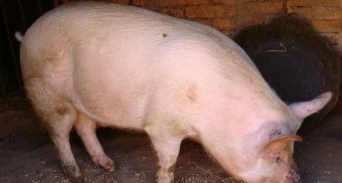 养00头猪需要多少成本,想要在农村养殖一百只猪怎么办图1