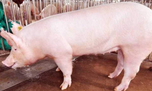 养00头猪需要多少成本,想要在农村养殖一百只猪怎么办图5