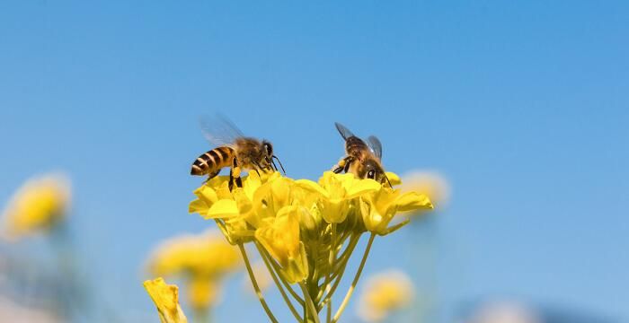 蜜蜂围着转是什么预兆，梦见被蜜蜂围攻是什么预兆图1