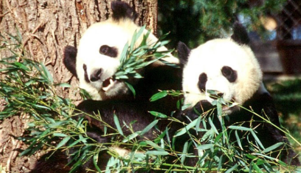 国宝大熊猫的资料,国宝熊猫的简介资料图1