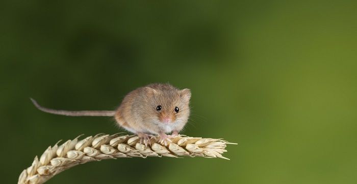 梦见很小的老鼠幼崽图2