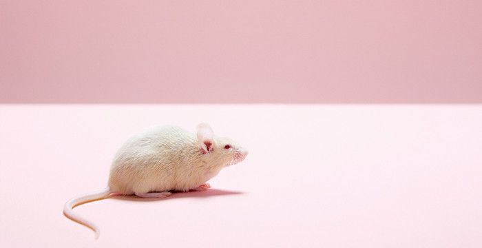 梦到成群的老鼠是什么意思，成群结队的动物是什么动物图1