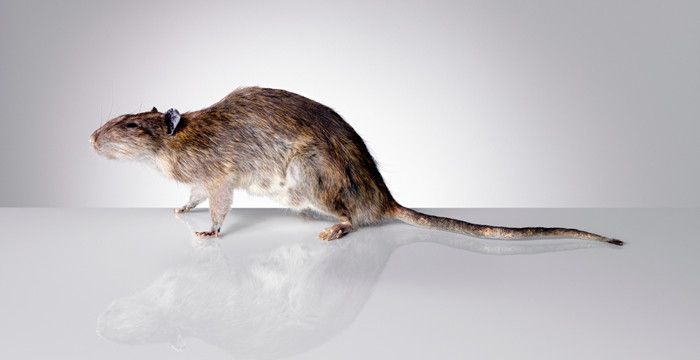 梦到成群的老鼠是什么意思，成群结队的动物是什么动物图2
