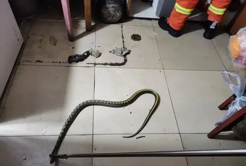 家里的蛇为什么不能打死