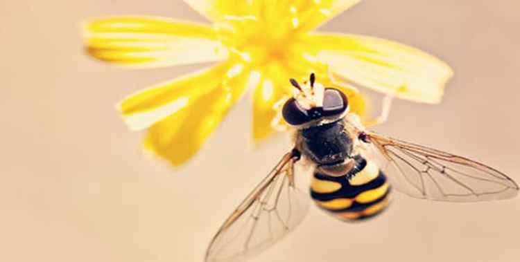 梦见蜜蜂蛰自己图1