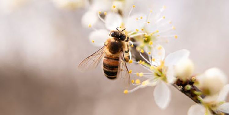 梦见蜜蜂蛰自己图2
