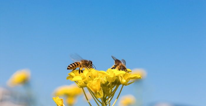 梦到蜜蜂，小蜜蜂代表什么图2