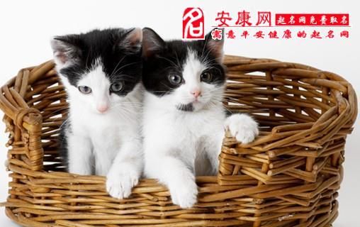 梦见猫发疯似的攻击我,梦到猫疯了似的咬我有何寓意 预兆