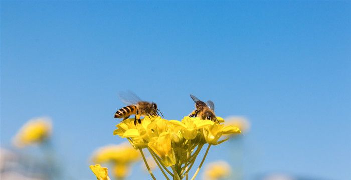 梦到蜜蜂预示着什么意思图1
