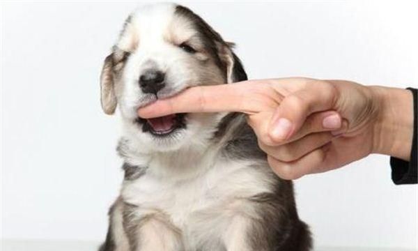 梦见狗咬自己手是什么意思