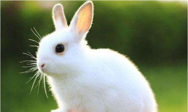 属兔的年份分别是哪些年，属兔的最好的出生月份是哪几个月图1