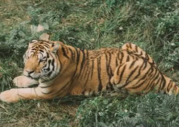 备孕梦见老虎是胎梦吗能怀上吗