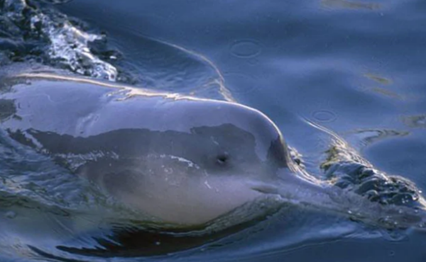白鳍豚用什么呼吸,长江白鳍豚是哺乳动物吗图2