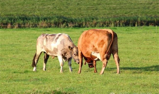 牛与什么动物和祥，属牛和属什么的比较合适图2