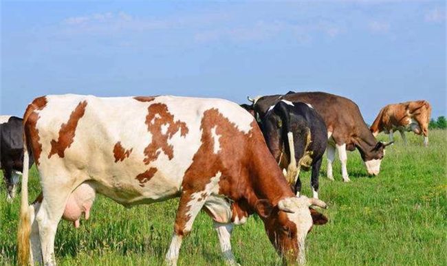 牛与什么动物和祥，属牛和属什么的比较合适图3