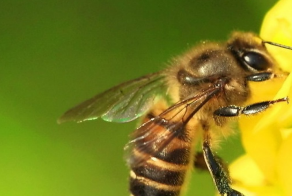 梦见蜜蜂是什么预兆,晚上梦见蜜蜂什么预兆图4