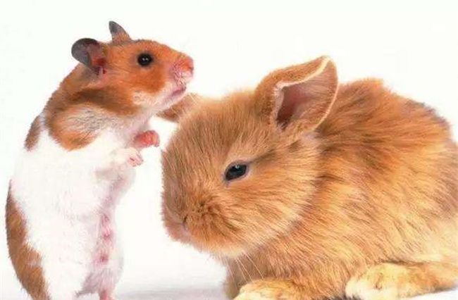 鼠和兔差几岁，属鼠和属兔能在一起吗图1
