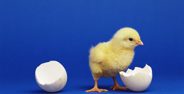 梦见鸡蛋孵出小鸡是什么意思图2