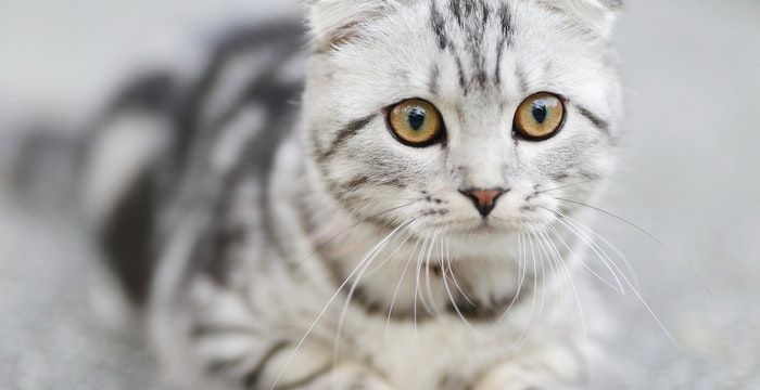 梦到猫生了一窝小猫图1