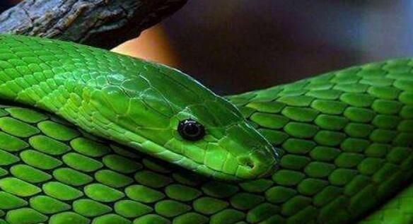 梦见绿色蛇是什么预兆周公解梦