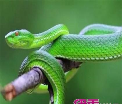 梦见绿色的蛇是什么预兆