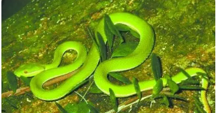 梦见绿色的蛇是什么意思,梦见绿色蛇是什么预兆周公解梦图4