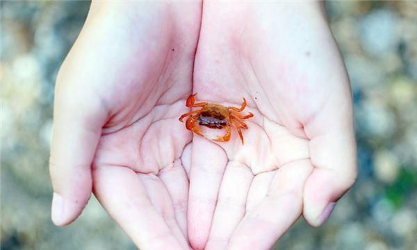 怀孕时梦见很多螃蟹在水中什么意思啊