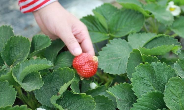 怀孕梦见摘草莓是什么意思