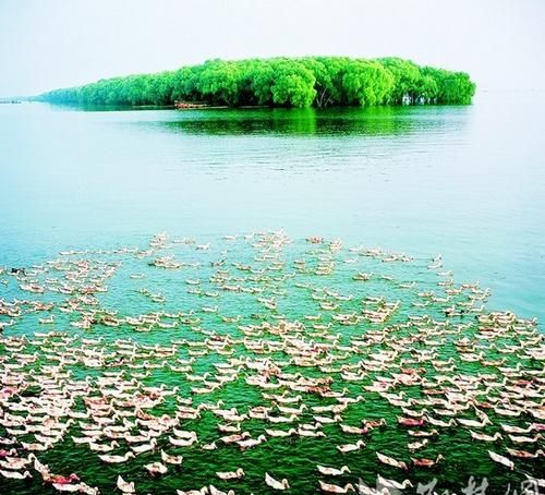 中国五大淡水湖分别是什么它们分别位于什么