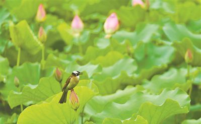 孟夏是指夏季的第几个月