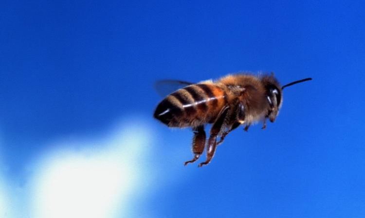 梦到蜜蜂往身上飞预示什么后蜜蜂又被火烧