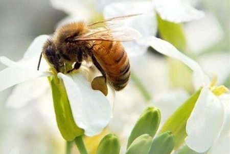 梦见自己好多蜂蜜都落在自己身上什么意思