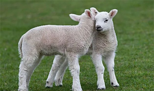 属羊女几月出生最旺，属羊的避开哪个月出生图2