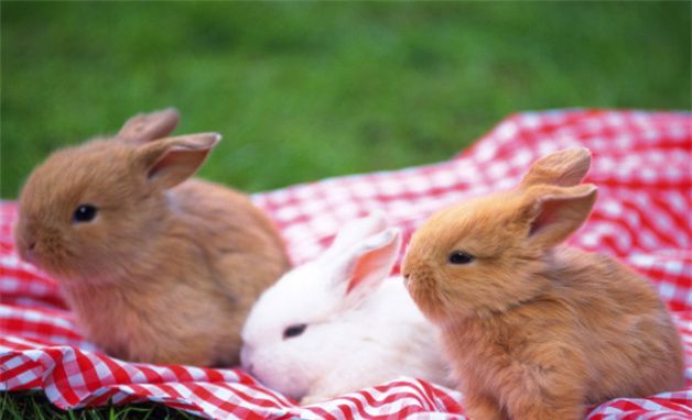 老鼠和兔子属相相冲，老鼠能咬死关在笼子里的兔子图2