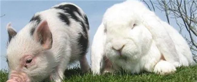 属兔的多大年龄和属猪的和图3
