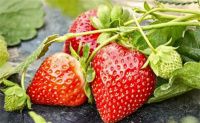 去大棚摘草莓什么意思，梦到摘草莓被人发现是什么意思图1