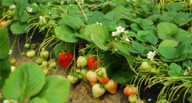 去大棚摘草莓什么意思，梦到摘草莓被人发现是什么意思图2