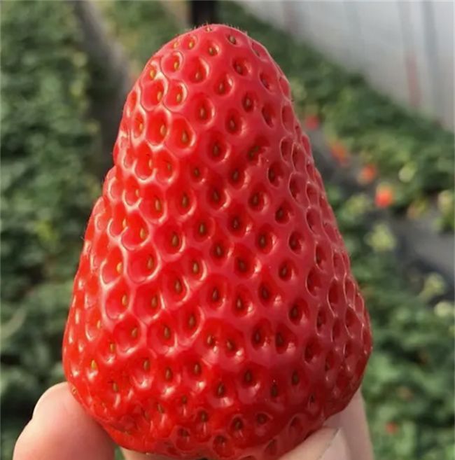 去大棚摘草莓什么意思，梦到摘草莓被人发现是什么意思图3
