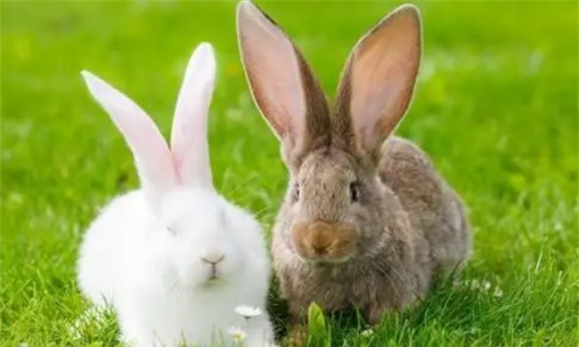 属兔人的性格，属兔人要珍惜的两个属相图1