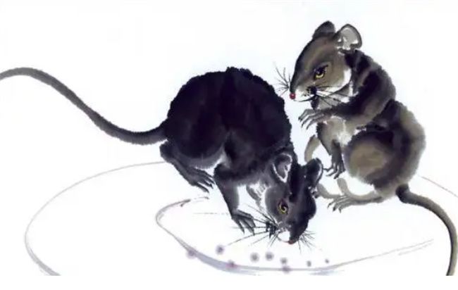 属鼠的名人有哪些，属鼠的找对象找属什么的最好图3