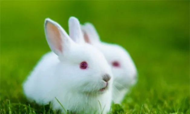 兔的敌人生肖是什么，屋敷童子和幽鬼兔是什么关系图2