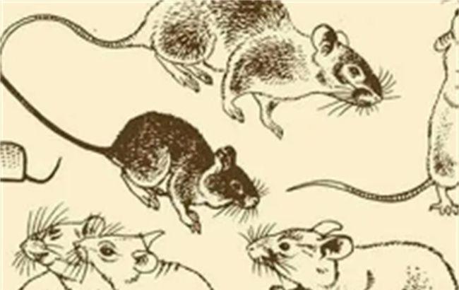 生肖鼠的年份和性格特点，鼠的生理特征和代表性格图2
