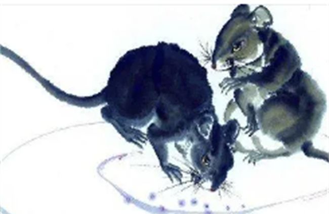 生肖鼠的年份和性格特点，鼠的生理特征和代表性格图3