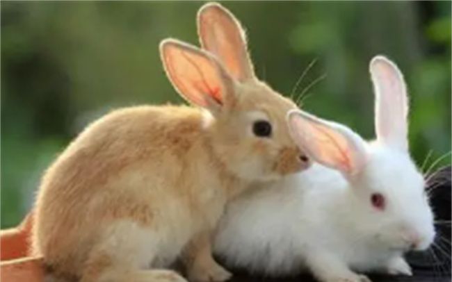 生肖属兔人的特点，小兔子的外形特点和生活习性图3