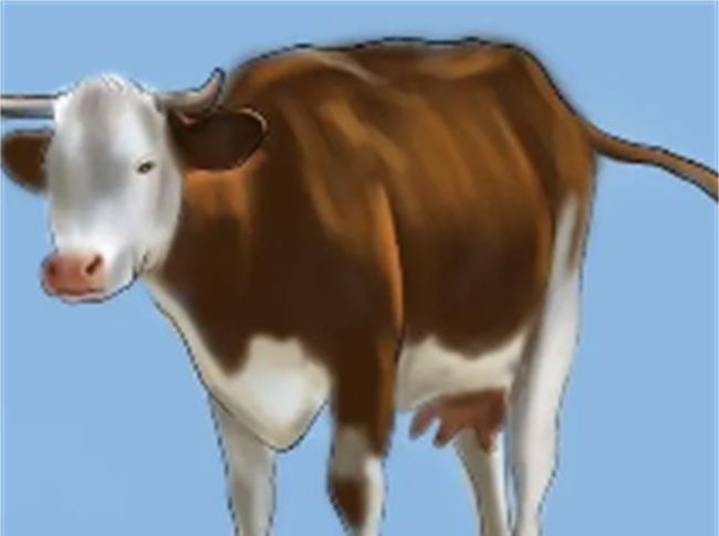 生肖属牛的人特点图2