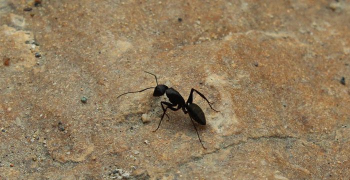 梦见地里很多蚂蚁什么意思，我家炕上有很多小黑蚂蚁怎么办图1