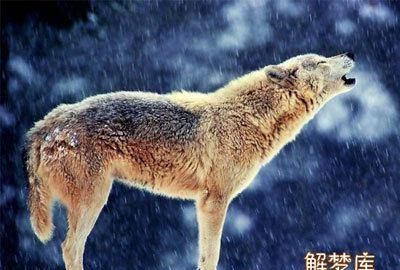 梦见狼是什么意思有什么预兆