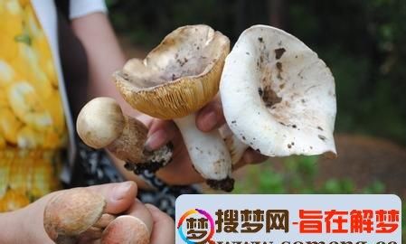 梦见上山采蘑菇好多蘑菇