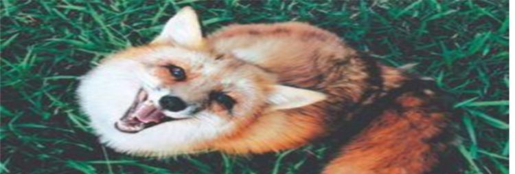 梦到狐狸是什么意思，木偶奇遇记的狐狸叫什么图2