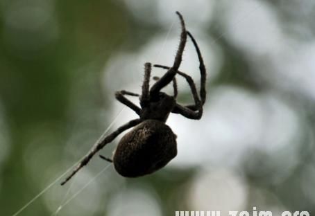梦见黑色大蜘蛛是什么预兆